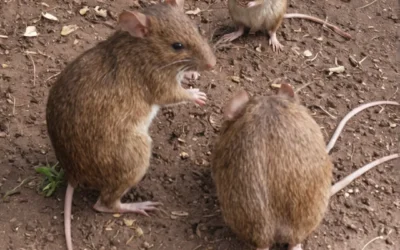 Desratização em Joinville: mantenha os roedores no seu devido lugar