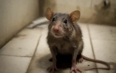 Não deixe os ratos se abrigarem no seu espaço: contrate a desratização