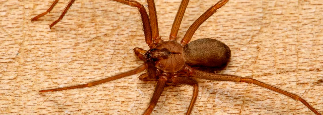 A picada de aranha marrom pode ser fatal