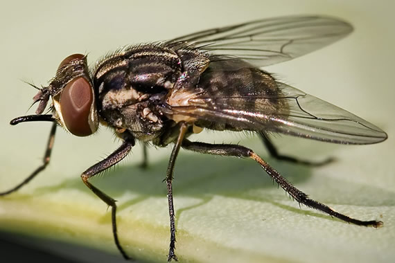 10 dicas essenciais para se prevenir das moscas