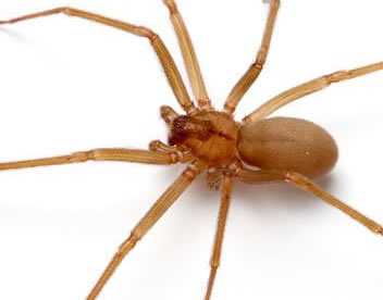 Dedetização de aranha: elimine a aranha-marrom