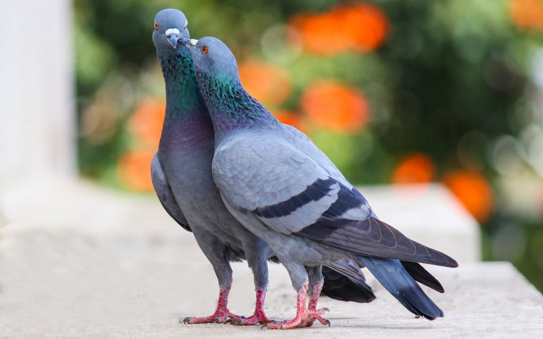 5 Motivos para Contratar o Manejo de pombos