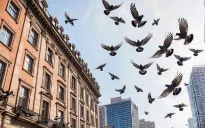 Saiba da relevância do serviço de Manejo de pombos