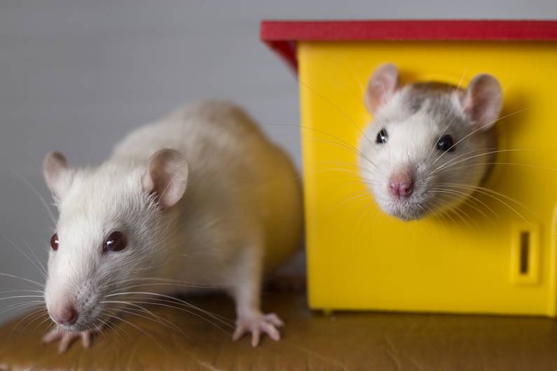 Não deixe os ratos se abrigarem no seu espaço: contrate a desratização | Joinville
