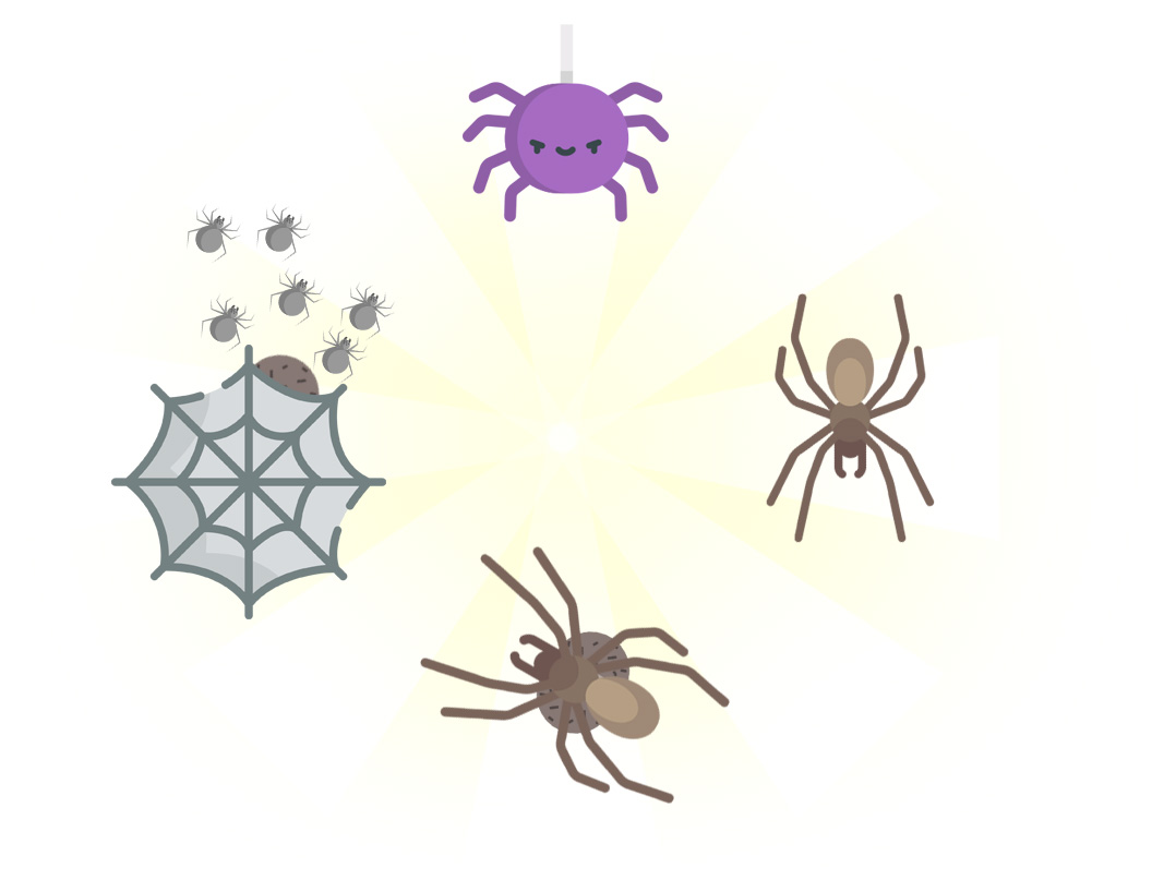 Ciclo de vida das aranhas - Dedetização de Aranhas