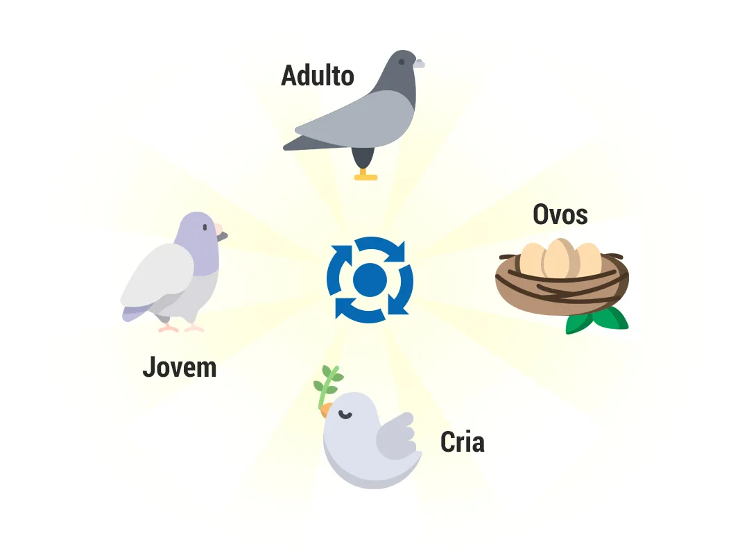 Pombos | Tipos e Biologia dos pombos | Onde vivem os Pombos?