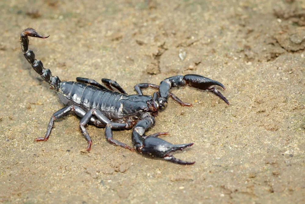 Escorpião mais perigoso da América Latina é encontrado em bairros de Joinville