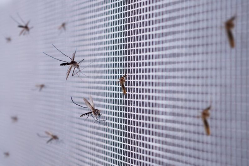 Infestação de mosquitos em Joinville: previna-se de problemas causados pelo Aedes Aegypti
