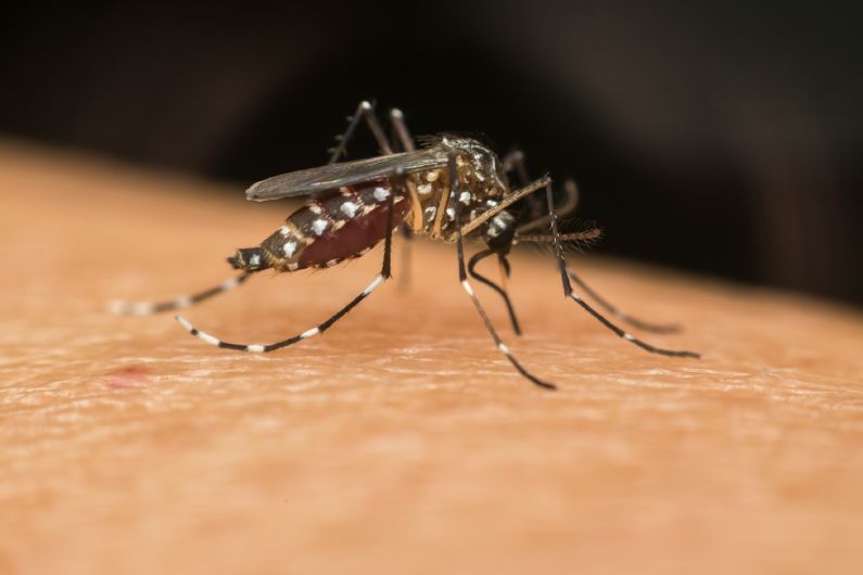 Dedetização de Mosquitos - Joinville - Santa Catarina | Dedetizadora