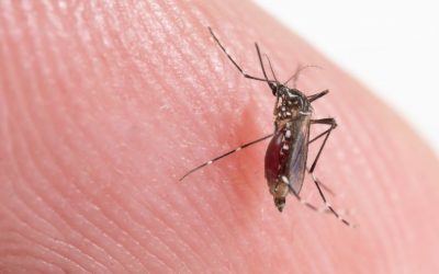 Mosquitos: são mais mortais do que você imagina!