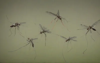 Por que os mosquitos Aedes aegypti se proliferaram em Joinville?