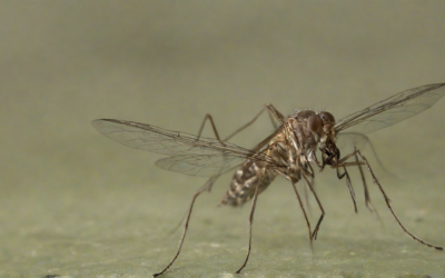 Evitando a dengue: conheça os métodos preventivos contra os mosquitos