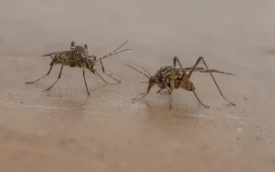 Como funciona o controle de mosquitos em Joinville?