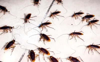 Baratinhas são uma verdadeira praga! Conte com suporte especializado!