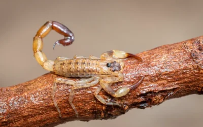 Escorpiões: mantenha esses aracnídeos longe!