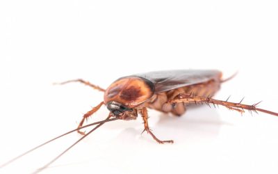 Desinsetização: realize o controle de insetos profissional