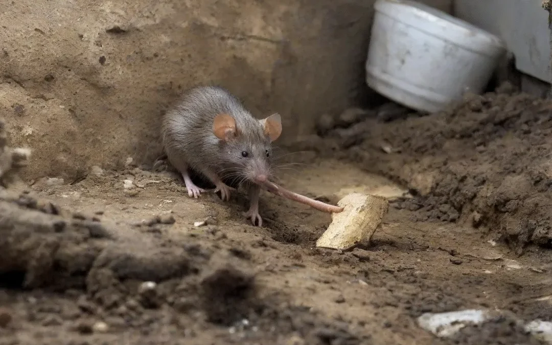 Não mexa com o ninho de rato: chame especialistas para resolver!