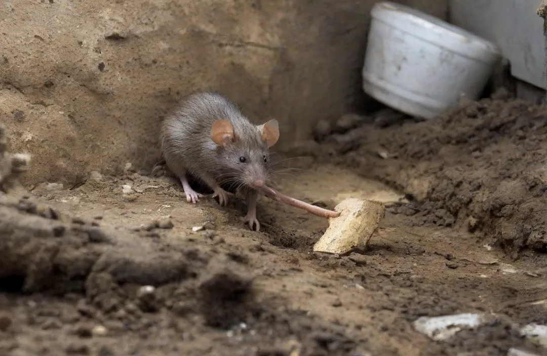 Não mexa com o ninho de rato: chame especialistas para resolver!