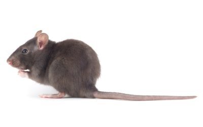 Encontrou Fezes de ratos? Pode ser sinal de infestação