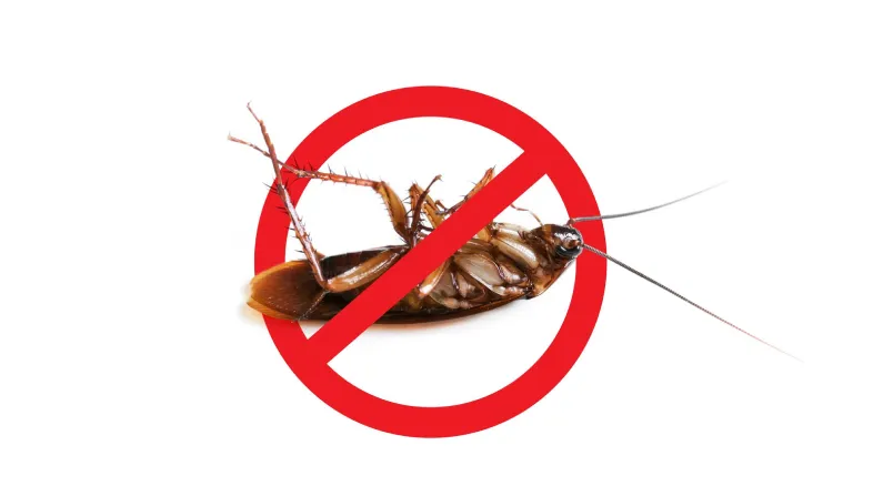 Dedetização de Baratas e Formigas: entenda a importância do serviço para a sua segurança