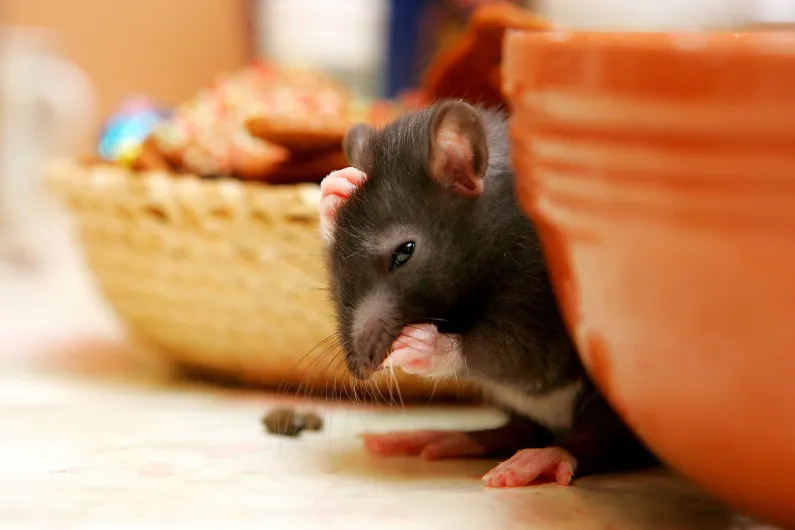 Não deixe que os roedores tomem conta do seu restaurante! Realize a Dedetização de Ratos agora mesmo!