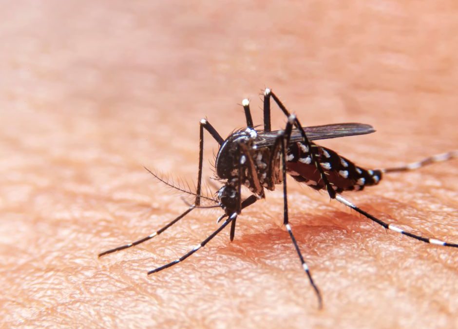Como fazer o controle da dengue?