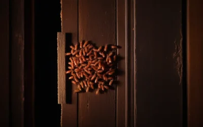 Como evitar futuras infestações de cupins?