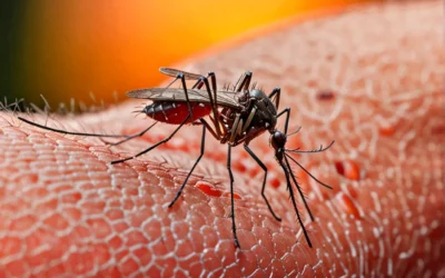 Quais são as principais recomendações em relação à dengue?