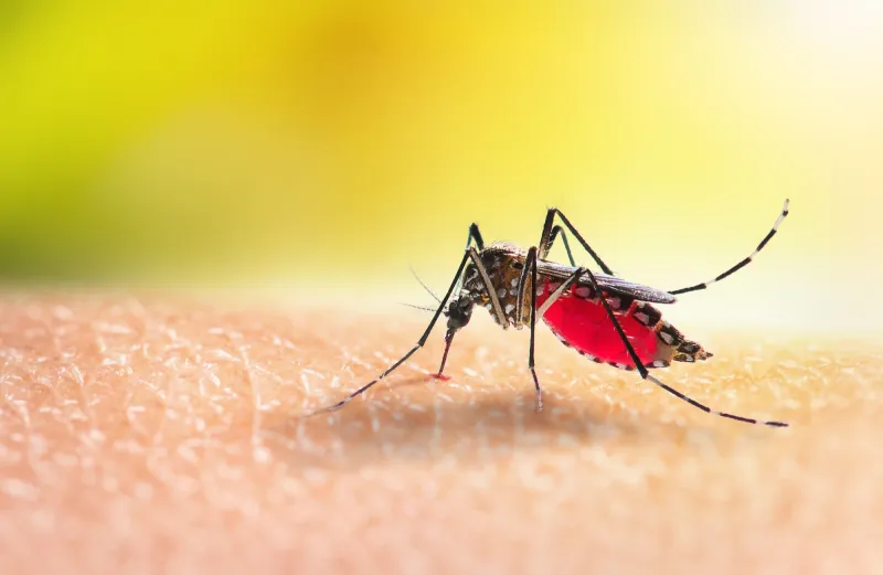 Quais são as principais recomendações em relação à dengue?