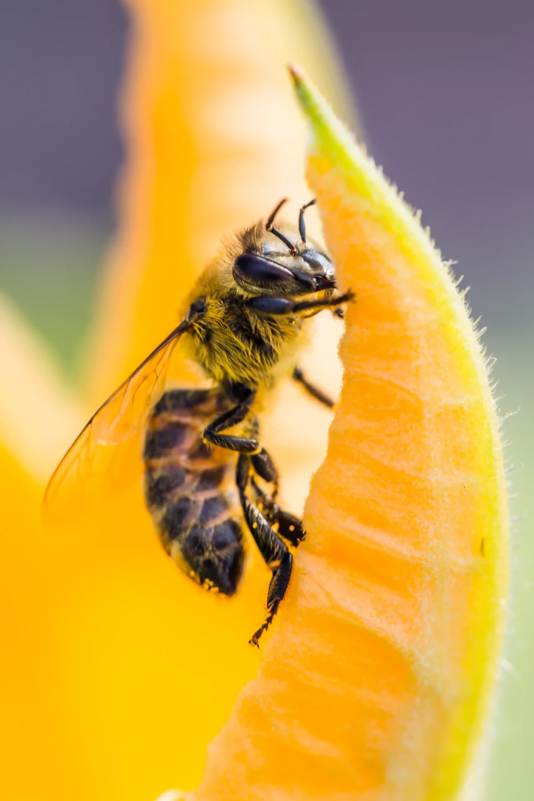 Abelhas, Vespas e Marimbondos | Biologia, Ciclo de Vida, Fotos