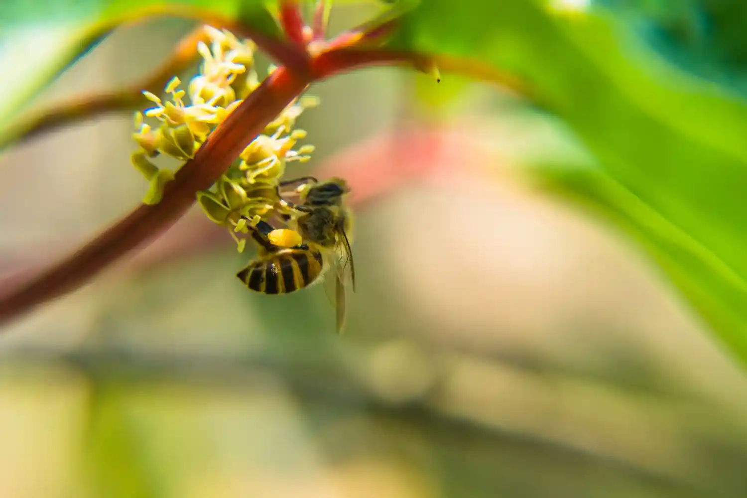 Abelhas, Vespas e Marimbondos | Biologia, Ciclo de Vida, Fotos