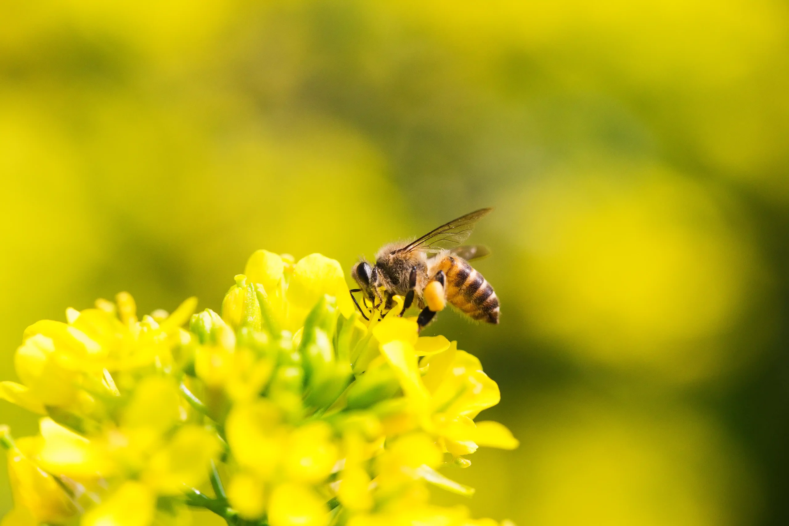 Abelhas, Vespas e Marimbondos | Biologia, Ciclo de Vida, Fotos