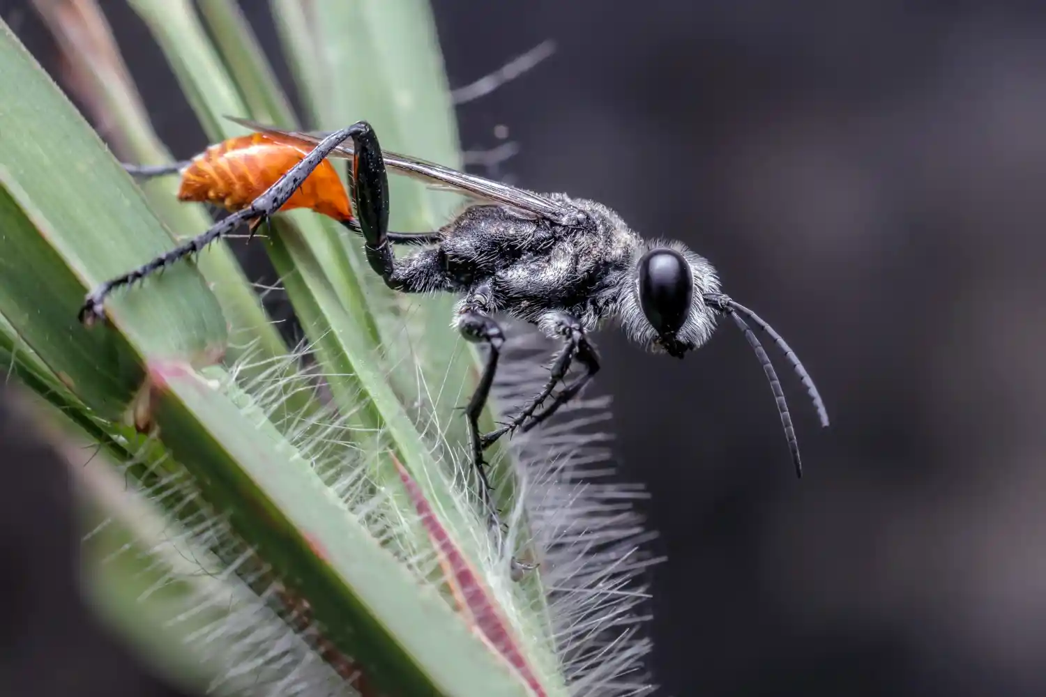 Abelhas, Vespas e Marimbondos | Biologia, Ciclo de Vida, Fotos