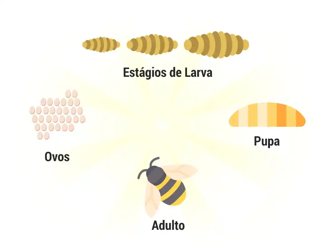 Ciclo de vida abelhas, vespas e marimbondos - Biologia, Ciclo de Vida, Fotos