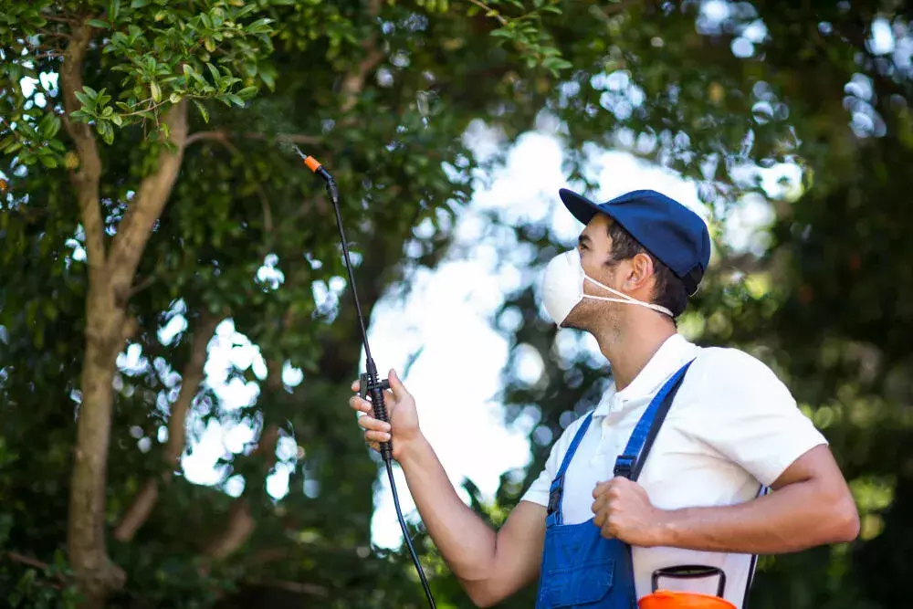 Desafios do Controle de Pragas Urbanas em Áreas Litorâneas: Clima e Ecossistema Desafios do Controle de Pragas Urbanas em Áreas Litorâneas: Clima e Ecossistema