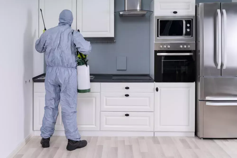 Dedetização Preventiva: Como Proteger sua Casa em Joinville de Infestações