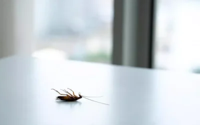 Dedetização Contra Baratas em Residências de Itajaí: O Que Você Precisa Saber