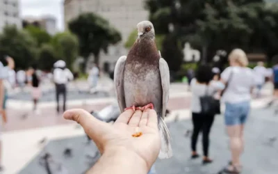 Por que os Pombos São uma Ameaça à Saúde e Como Controlá-los Eficientemente