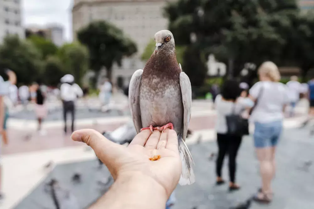 Por que os Pombos São uma Ameaça à Saúde e Como Controlá-los Eficientemente Por que os Pombos São uma Ameaça à Saúde e Como Controlá-los Eficientemente