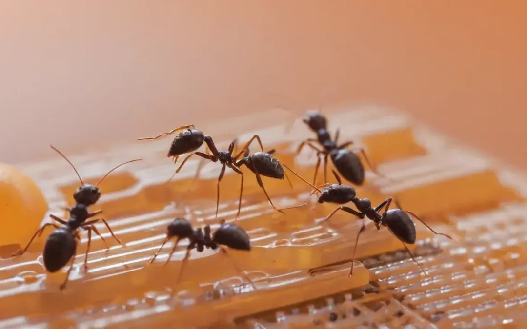 Formigas dentro de casa: o que elas revelam sobre o ambiente