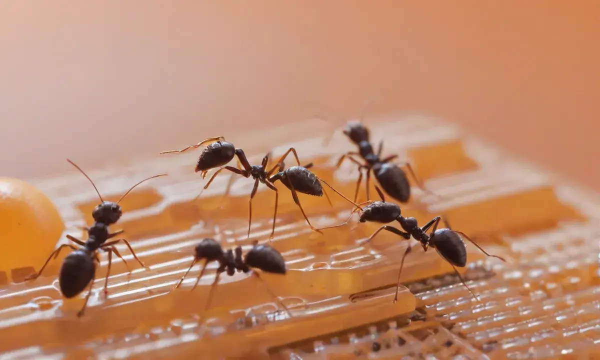 Formigas dentro de casa: o que elas revelam sobre o ambiente