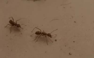 Formigas em instalações elétricas: risco além do incômodo