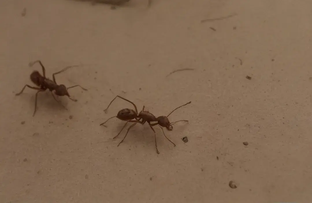 Formigas em instalações elétricas: risco além do incômodo