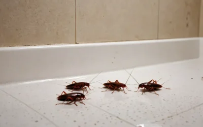 Baratas em redes de esgoto: o foco oculto do problema