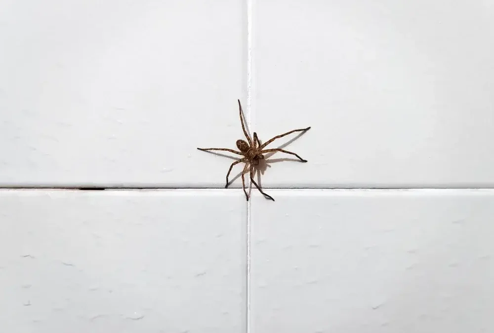 Aranhas em depósitos e almoxarifados: risco ocupacional