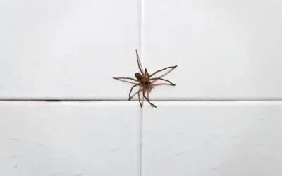 Aranhas em depósitos e almoxarifados: risco ocupacional