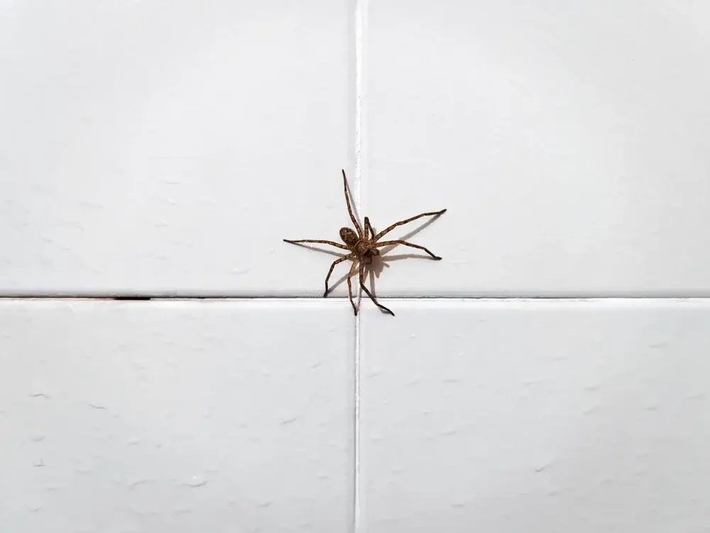 Aranhas em depósitos e almoxarifados: risco ocupacional Aranhas em depósitos e almoxarifados: risco ocupacional