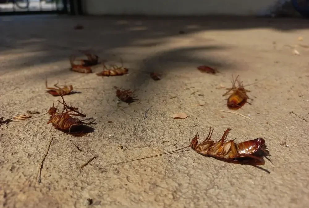 Baratas em caixas de gordura: foco recorrente em imóveis urbanos