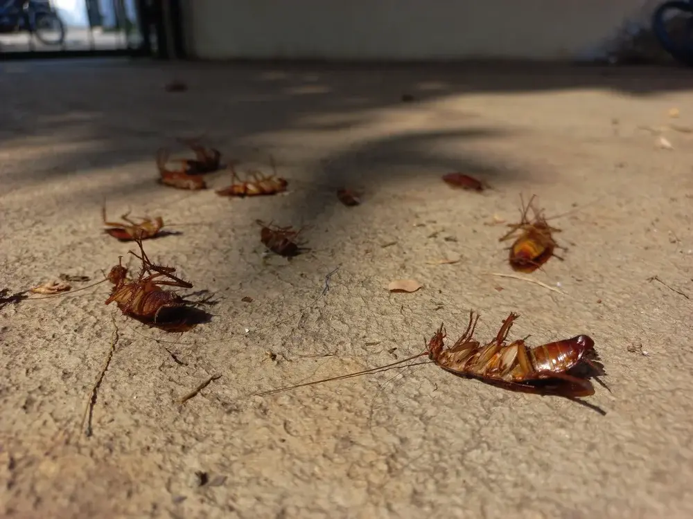 Baratas em caixas de gordura: foco recorrente em imóveis urbanos