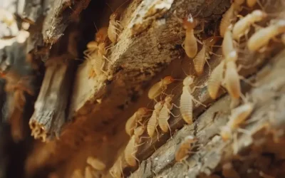 Cupim de madeira: como o dano evolui sem sinais visíveis